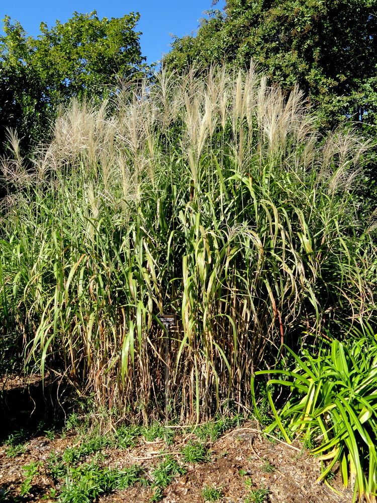 Miscanthus floridulus Miscanthus floridulus Wikipedia