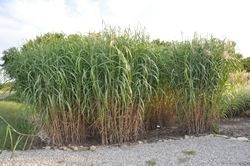 Miscanthus floridulus Miscanthus Floridulus 39Giganteus39 Ornamental Grasses Resources