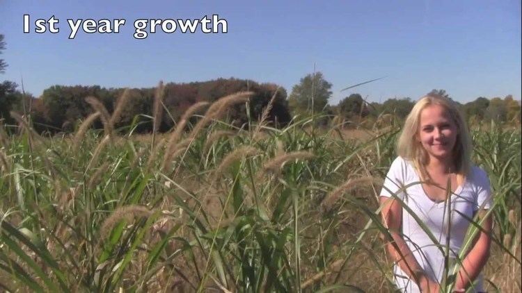 Miscanthus giganteus Maple River Farms Growth of a single Miscanthus X Giganteus