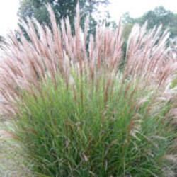 Miscanthus sinensis Landscaping with Miscanthus sinensis Japanese Silver Grass