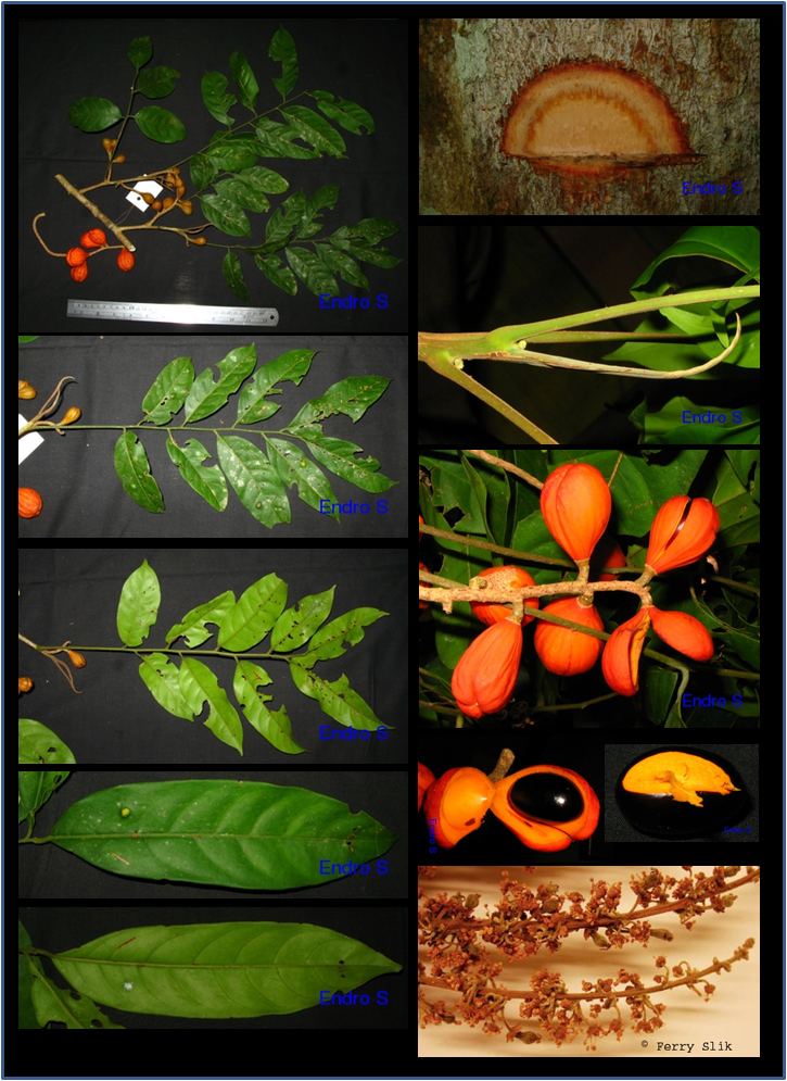 Mischocarpus wwwasianplantnetSapindaceaeMischocarpuspentap