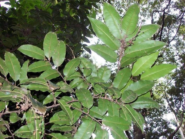 Mischocarpus pyriformis