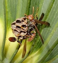 Mischocyttarus Mischocyttarus mexicanus cubicola Wikipedia