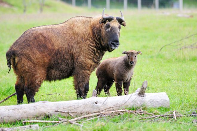 Mishmi takin Baby Mishmi Takin Born at Highland Wildlife Park