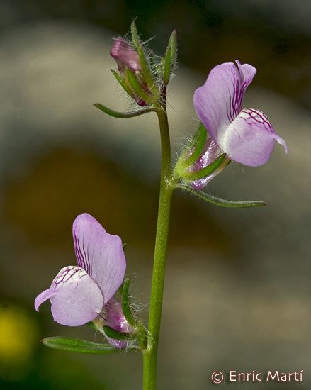Misopates Scrophulariaceae Misopates orontium Flores Silvestres del