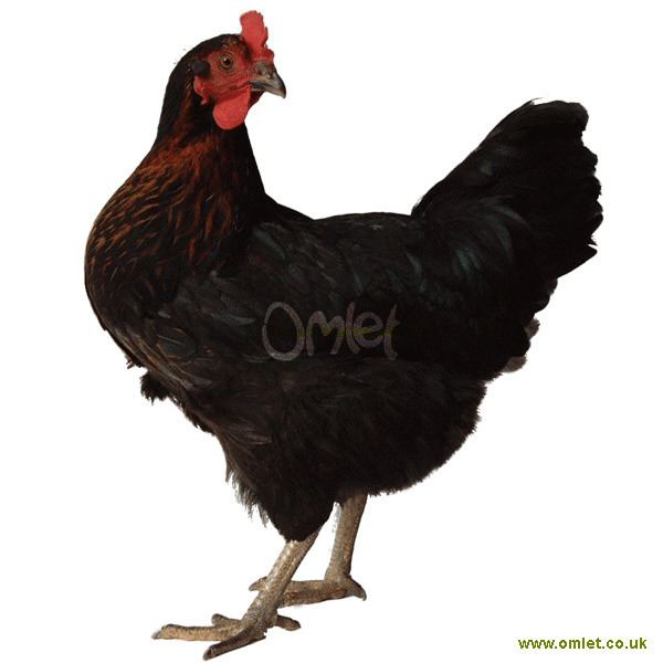 Miss Pepperpot Miss Pepperpot For Sale Chickens Breed Information Omlet