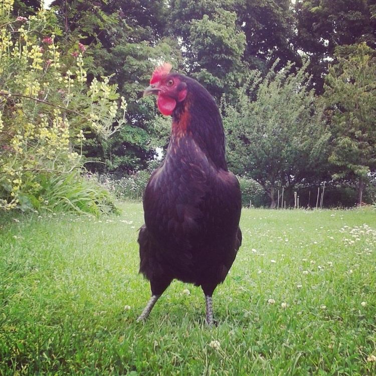 Miss Pepperpot Miss Pepperpot For Sale Chickens Breed Information Omlet
