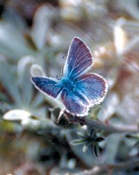 Mission blue butterfly httpsuploadwikimediaorgwikipediacommonsaa