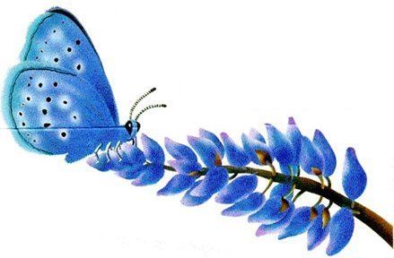 Mission blue butterfly habitat conservation
