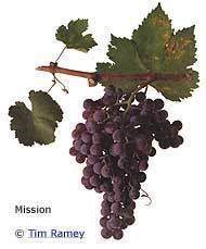 Mission (grape) wwwwineprosorgimagescontentgwgmissionjpg