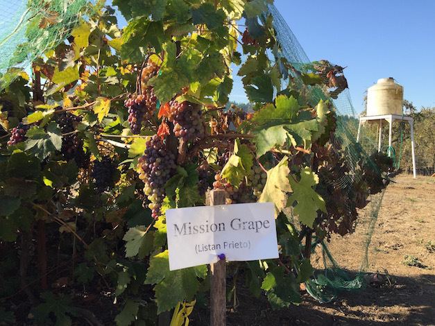 Mission (grape) Abacela discovers 140yearold Mission grape planting Great