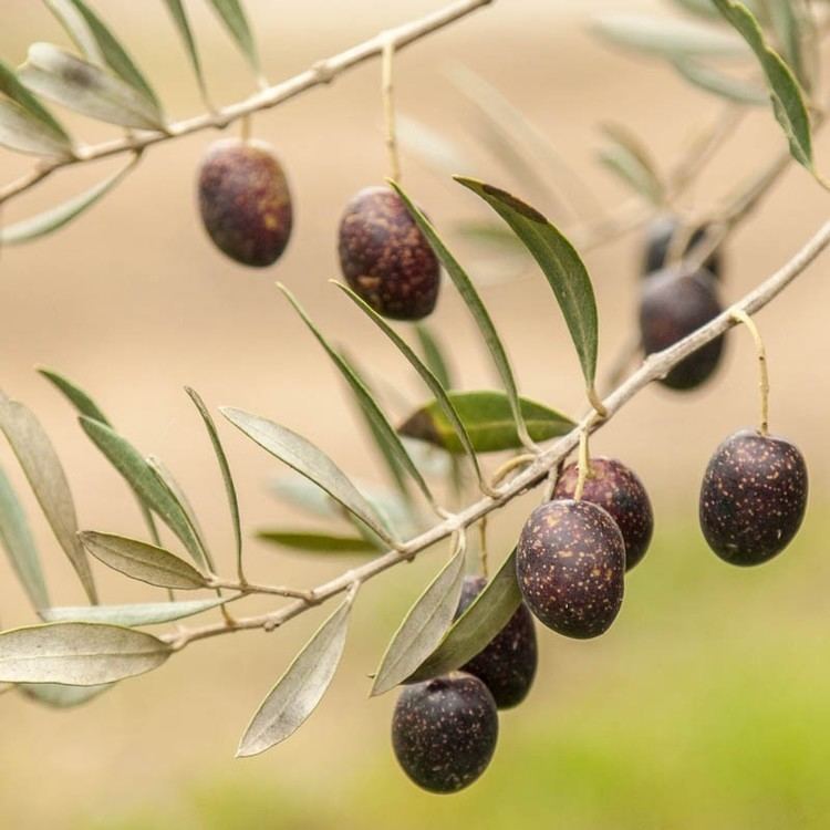 Mission olive - Alchetron, The Free Social Encyclopedia