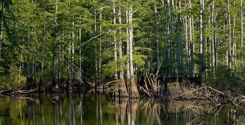 Mississippi Alluvial Plain Mississippi Alluvial Plain The Nature Conservancy