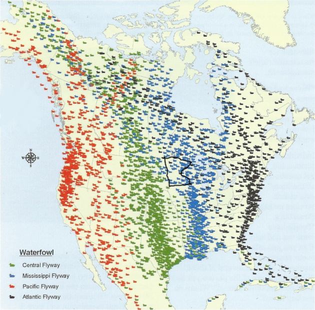 Mississippi Flyway Millions of migrant birds come to Minnesota via Mississippi flyway