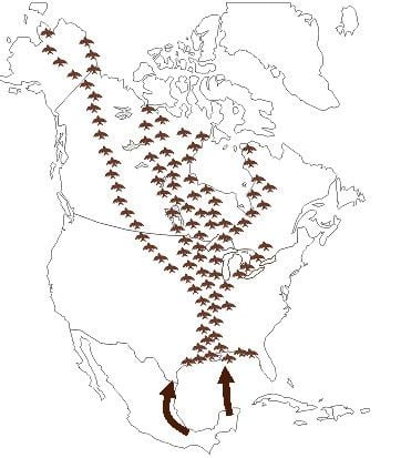 Mississippi Flyway TPWD Migratory Flyways of North America Mississippi Flyway