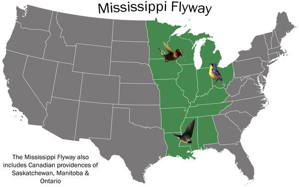 Mississippi Flyway https2889a5c12fcustmediavrespcoma4d753deec