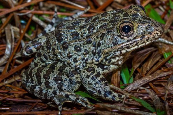 Mississippi gopher frog - Alchetron, the free social encyclopedia