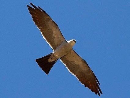 Mississippi kite Mississippi Kite Identification All About Birds Cornell Lab of