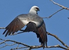 Mississippi kite Mississippi Kite Identification All About Birds Cornell Lab of