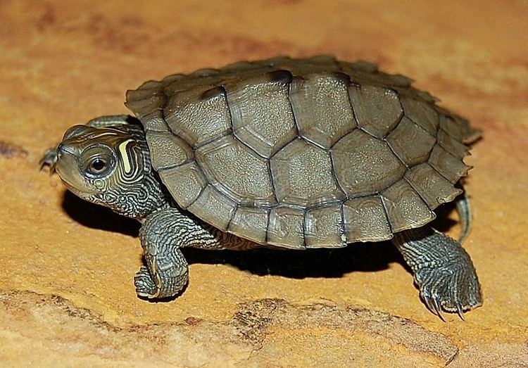 Mississippi map turtle Mississippi Map Turtles for sale from The Turtle Source