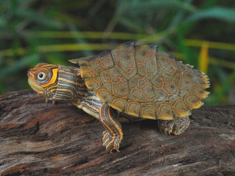 Mississippi map turtle High Orange Mississippi Map Turtles for sale from The Turtle Source
