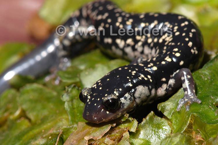 Mississippi slimy salamander calphotosberkeleyeduimgs512x768000000000507