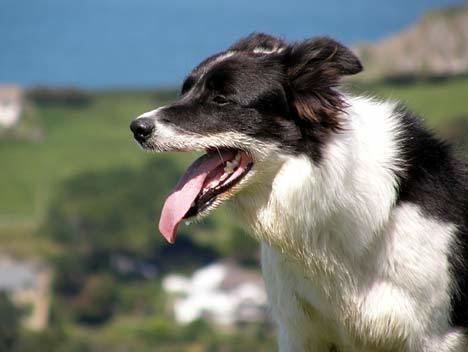 Mist: The Tale of a Sheepdog Puppy movie scenes The sheep were herded into position by the faithful and now famous sheepdogs