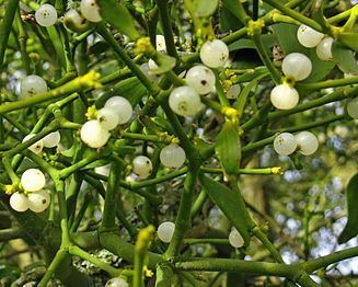 Mistletoe Mistletoe Wikipedia