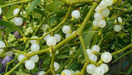 Mistletoe Mistletoe its history meaning and traditions