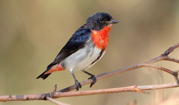 Mistletoebird Mistletoebird Australia39s native flowerpecker Australian Geographic