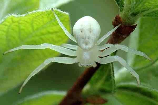 Misumena vatia Misumena vatia