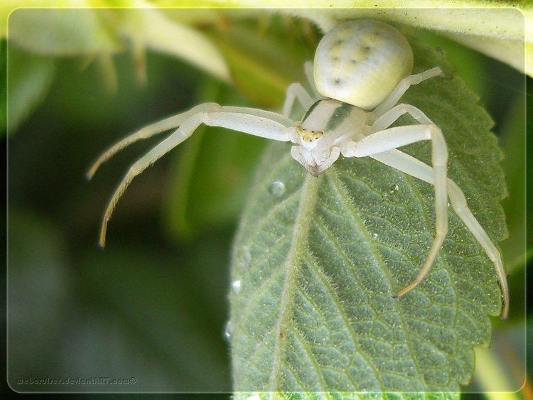 Misumena vatia Misumena vatia by webcruiser on DeviantArt