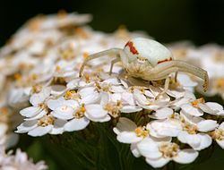 Misumena vatia httpsuploadwikimediaorgwikipediacommonsthu