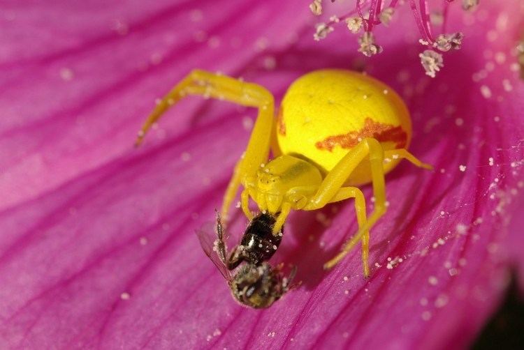 Misumena vatia Misumena vatia