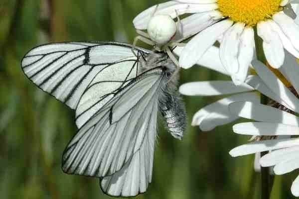 Misumena vatia Misumena vatia