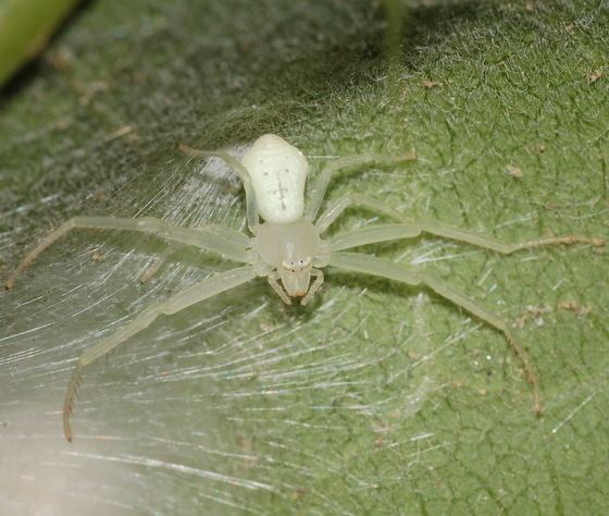 Misumenops Misumenops Misumessus oblongus BugGuideNet