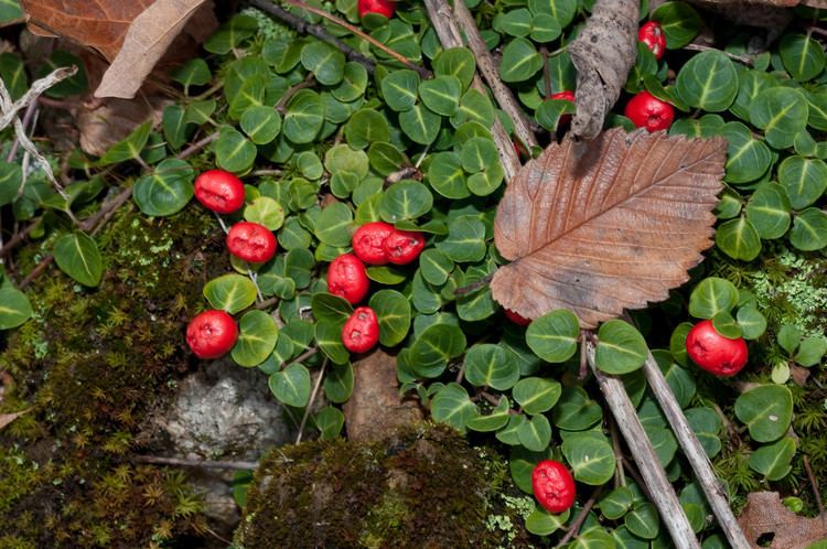 Mitchella Mitchella repens Partridgeberry