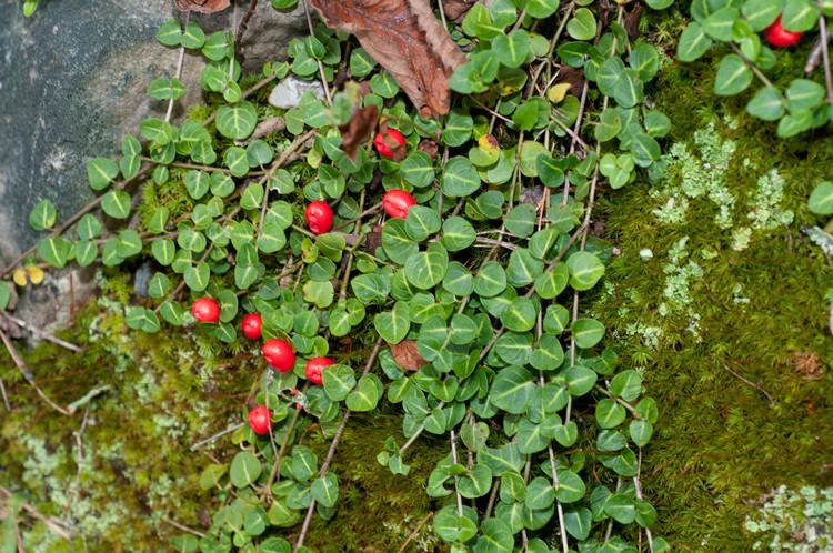 Mitchella Mitchella repens Partridgeberry