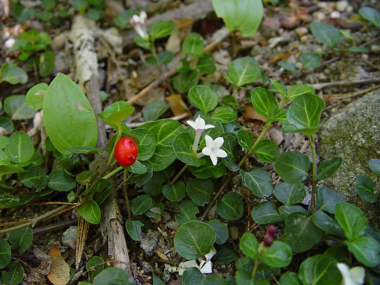 Mitchella Mitchella repens partridgeberry Go Botany