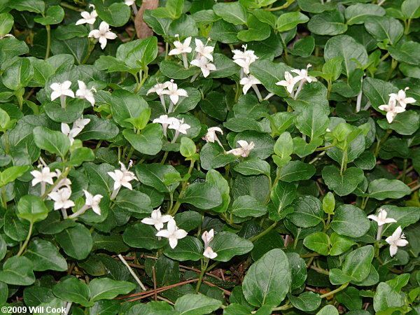 Mitchella repens Mitchella repens