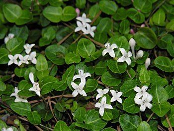 Mitchella repens Mitchella repens