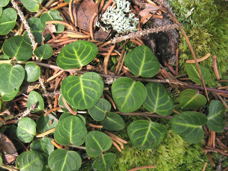 Mitchella repens Mitchella repens partridgeberry Go Botany