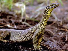 Mitchell's water monitor Reversing Reptile Decline