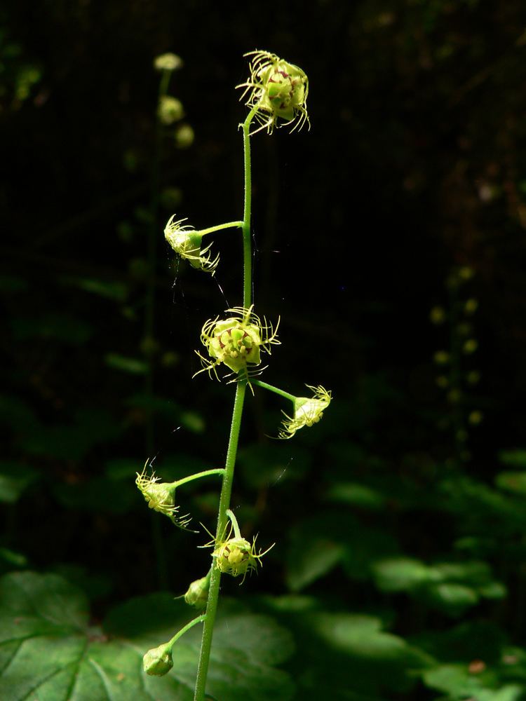 Mitella caulescens httpsuploadwikimediaorgwikipediacommons77