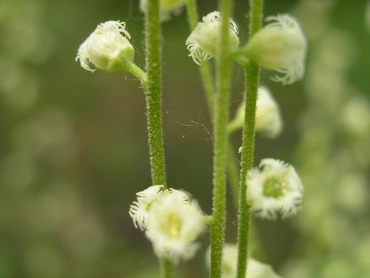 Mitella diphylla Mitella diphylla twoleaf mitrewort twoleaved bishop39scap Go