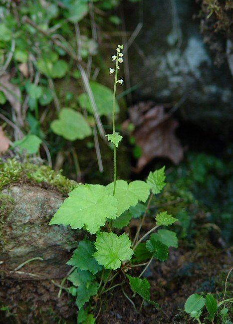 Mitella diphylla Mitella diphylla page