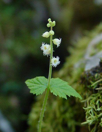 Mitella diphylla wwwmissouriplantscomWhitealtMitelladiphyllai