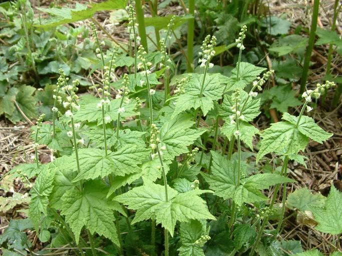 Mitella diphylla CalPhotos Mitella diphylla