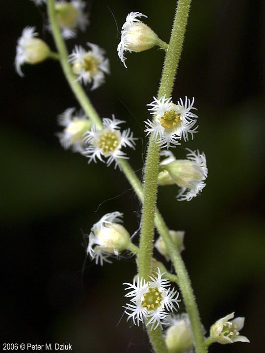 Mitella diphylla Mitella diphylla Twoleaf Miterwort Minnesota Wildflowers