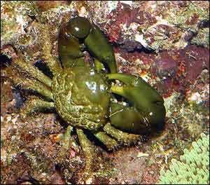 Mithraculus sculptus Why I Hate Crabs